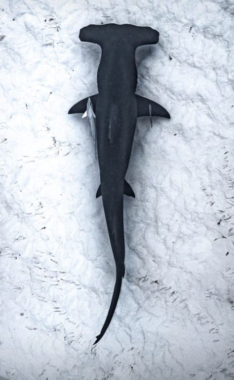 Shark Overhead View, Hammerhead Shark Silhouette, Hammerhead Shark Side View, Hammerhead Shark Photography, Shark Birds Eye View, Hammerhead Shark Wallpaper, Shark Top View, Shark From Above, Sharks Aesthetic