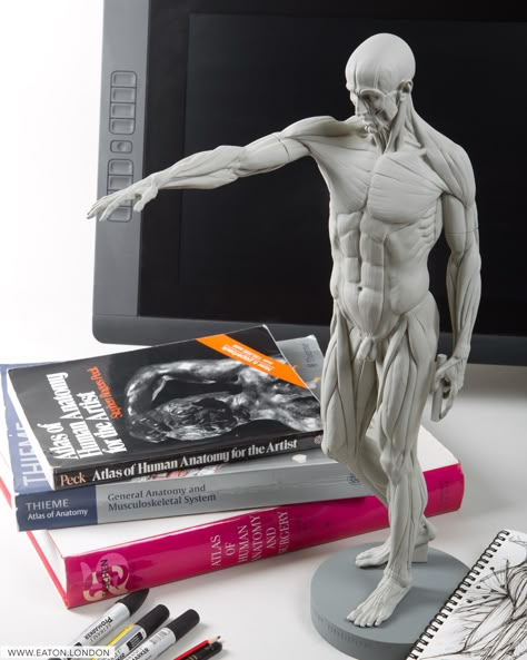 anatomy » Scott Eaton 3d Anatomy, Basic Anatomy And Physiology, Man Anatomy, Anatomy Sculpture, Muscle Anatomy, Human Anatomy Art, Body Reference Drawing, Anatomy For Artists, Model Sheet