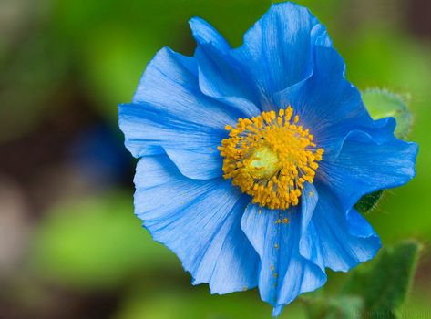 Blue Flowers Images, Himalayan Blue Poppy, Hd Flowers, Poppy Wallpaper, Blue Flower Wallpaper, Flower Close Up, Wallpaper Flower, Blue Poppy, Poppy Seeds