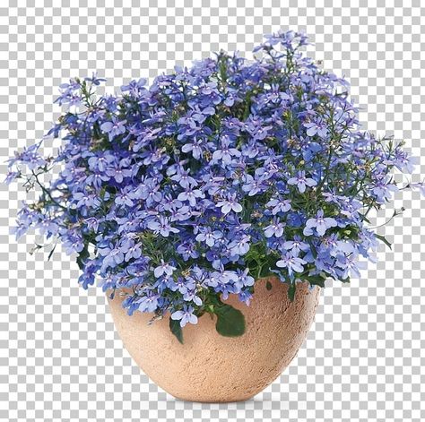 Blue Borage, Purple Shrubs, Portulaca Grandiflora, Petunia Plant, Lavender Garden, Family Coloring, Pot Designs, Ornamental Plants, Plant Flower