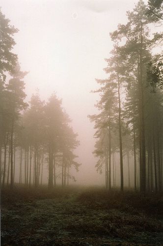 Thetford Forest in winter Thetford Forest, Forest In Winter, Woodland Art, East Anglia, Landscape Photography Nature, Photography Landscape, Magical Places, Norfolk, New Life