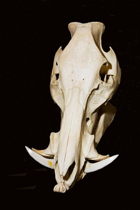 Human Skull Photography, Technoblade Cosplay, Boar Skull, Pig Skull, Bear Skull, Skull Reference, Animal Skeletons, Concept Art Tutorial, Taxidermy Art