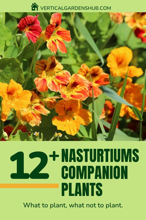 Dive into the world of these versatile blooms and explore the 12 perfect plant companions they thrive alongside.🌺 Discover the incredible benefits of Nasturtiums as companion plants that not only ward off pests but enhance your soil. 🌼🌱 #GardenTips #NasturtiumMagic #CompanionPlants #HealthyGarden #VerticalGardensHub Nasturtium as Companion Plants, Companion Plants, Compantion Planting, Planting Nasturtium as Companion Plants, Spring Companion Planting with Nasturtiums Plant Companions, Living Room 70s, 70s Living Room, Companion Gardening, Boho Style Decor, Natural Magic, Companion Plants, Natural Pest Control, Gardening 101