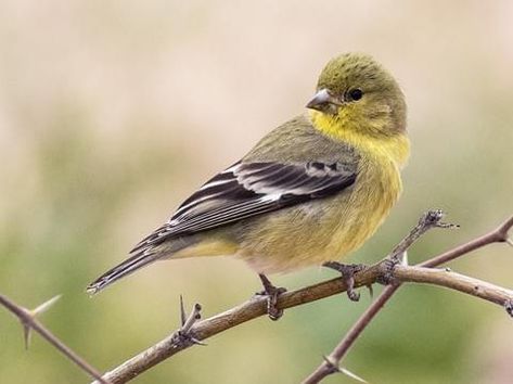 Photos and Videos for Lesser Goldfinch, All About Birds, Cornell Lab of Ornithology Scarlet Tanager, Painted Bunting, Goldfinch, Backyard Birds, Pine Forest, Newfoundland, Bird Watching, Bird Feathers, Art Paint