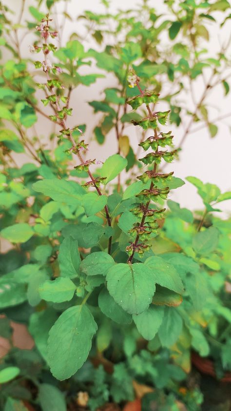 Tulsi. Good for health and wealth. 😊😊😊😊😊 Tulsi Plant Aesthetic, Tulsi Plant Photography, Tulsi Aesthetic, Vivah Images, Tulsi Mata, Thulasi Plant, Durgamma Photos, Tulasi Plant, Krishna Tulsi