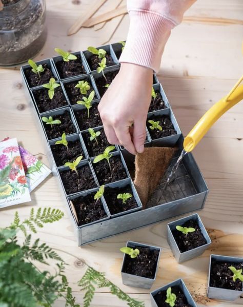 Starting Seeds Inside, Jute Mat, Starter Garden, Seed Starter Kit, Paper Pot, Sprouting Seeds, Starting Seeds Indoors, Garden Inspo, Seed Starter