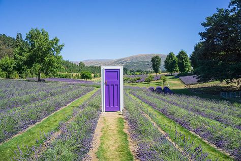 Wanaka Lavender Farm | See the South Island NZ Travel Blog Green Reference, Lavender Forest, Wanaka Lavender Farm, Maui Lavender Farm, Lavender Farm Aesthetic, Selfie Station, Wanaka New Zealand, Lavender Field France, Nz Travel