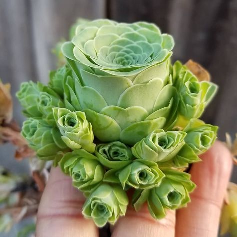 Known as Greenovia dodrantalis (or mountain rose), the “rose succulent” features densely packed leaves that resemble the petals of a blossoming flower. Kaktus Dan Sukulen, نباتات منزلية, Succulent Garden Diy, Types Of Succulents, Growing Succulents, Succulent Gardening, Unusual Plants, Rare Succulents, Succulent Arrangements