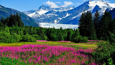 HD wallpaper: Alaska, mountains, glaciers, cliffs, flowers, nature, landscape, pink loosestrife field | Wallpaper Flare Cruise Pictures, Visit Alaska, Alaska Vacation, Romantic Cruise, Juneau Alaska, Alaskan Cruise, Norwegian Cruise, Best Cruise, Alaska Cruise