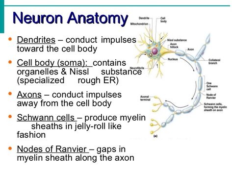 Nervous system notes Nervous System Notes, Nervous System Anatomy, Anatomy Notes, Neurological System, Medical School Life, Basic Anatomy And Physiology, Nurse Study Notes, Biology Facts, Medical Student Study