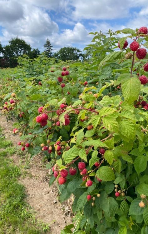 Veggie Garden Aesthetic, Fruit Harvesting, Strawberry Bush, Strawberry Farm, Future Farms, Garden Aesthetic, Spring Mood, Story Setting, Veggie Garden