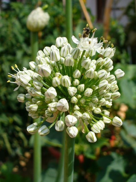 What Is Onion Bolting And How To Keep An Onion From Bolting - Onions are easy to grow; however, even in perfect soil, nutrient and light conditions, gardeners all face a problem over which they have little control: onion bolting. Learn how to keep onions from bolting here. Tomato Farm, Tomato Problems, Tomato Growers, Spirals In Nature, Tomato Growing, Onion Flower, Growing Organic Tomatoes, Tomato Farming, Tomato Seedlings