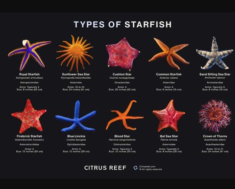 Starfish Facts, Shell Names, Types Of Starfish, Starfish Species, Seashell Identification, Coral Reef Art, Regions Of The Philippines, Types Of Shells, Animals Information