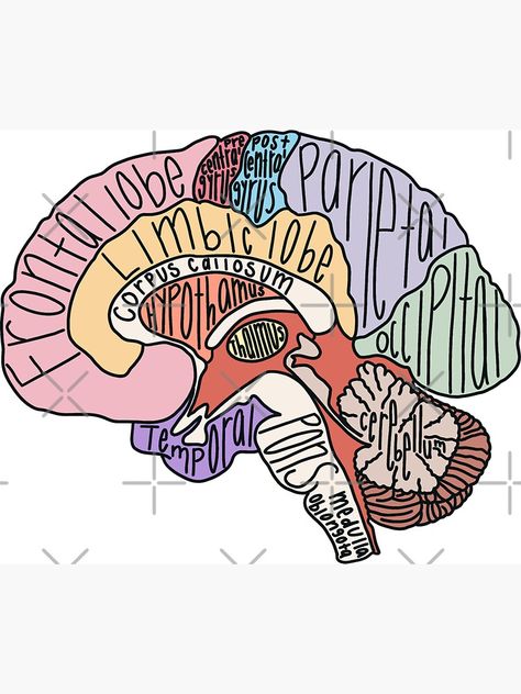 Medicine Stickers, Brain Design, Brain Poster, Brain Parts, Brain Drawing, Diy Canvas Art Easy, Science Room, Funny Laptop Stickers, Biology Classroom