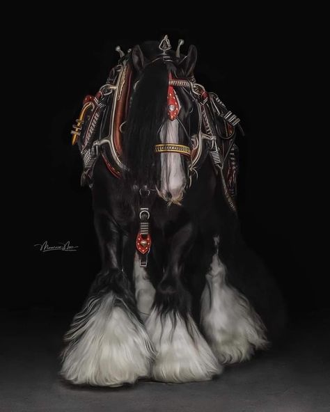 Vanner Horse, Cute Horse Pictures, Horse Harness, Learn Photography, Big Horses, Most Beautiful Horses, Cute Animal Clipart, Painted Pony, Horse Equestrian