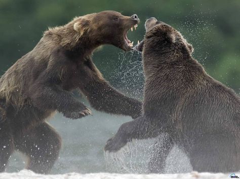 bears fighting Fossa Animal, Kodiak Brown Bear, Photo Ours, Kodiak Bear, Wild Bear, North American Wildlife, Wild Animals Photos, Brown Bears, Yogi Bear