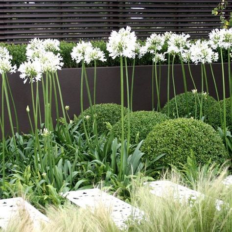 Front Yard Planters, Agapanthus Africanus, Deco Garden, African Lily, White Plants, White Gardens, English Garden, Front Garden, Garden Inspiration