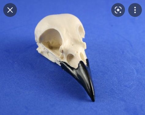 For the magpie to be stood on Magpie Skull, Anatomical Reference, Magpie Tattoo, Y2k Baddie, Out Of Pocket, Crow Skull, Baddie Style, Grunge Y2k, A Desk