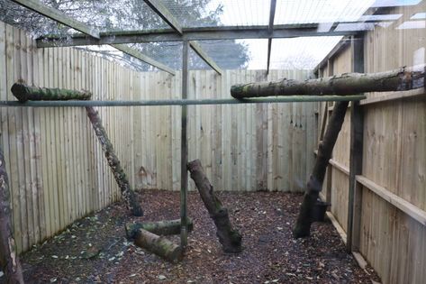 Outdoor Squirrel Enclosure, Squirrel Enclosure Diy, Squirrel Enclosure, Outdoor Enclosure, Flying Squirrel, Pet Stuff, Racoon, Pearl White, Garden Tools