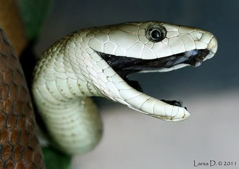 The black mamba (Dendroaspis polylepis), also called the common black mamba or black-mouthed mamba, is the longest venomous snake in Africa and the second longest venomous snake in the world, behind the king cobra, averaging around 2.2 to 2.7 m (7.2 to 8.9 ft) in length, and sometimes growing close to lengths of 4 m (13� ft). It is named for the black colour of the inside of the mouth rather than the colour of its scales which varies from dull yellowish-green to a... (Photo: (c) viperskin, so... Black Mamba Snake, Mamba Snake, Snake Photos, Cobra Snake, Snake Venom, Snake Art, Beautiful Snakes, Reptile Snakes, King Cobra