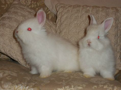 Albino Rabbit Aesthetic, Angora Bunnies, Albino Rabbit, Love Cafe, Rabbit Run, Pet Bunny, Angora Rabbit, Lovely Creatures, Pretty Animals