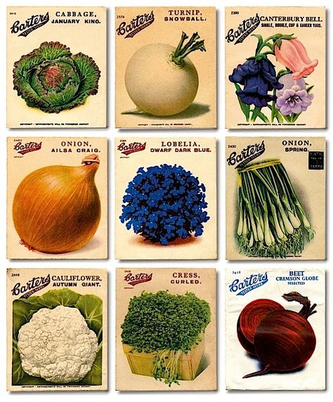 Alys Fowler, Vegetable Seeds Packets, Vintage Seed Packets, List Of Flowers, Seed Packaging, Garden Illustration, Seed Catalogs, Veg Garden, Seed Company