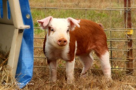 I love hereford hogs Hereford Pigs, Pig Photo, Pig Breeds, Raising Pigs, Pig Farm, Pig Farming, Country Kids, Pet Pigs, Baby Pigs