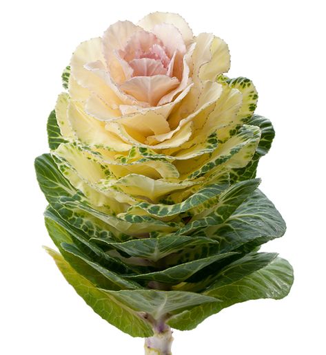 Brassica oleracea F1 | Brassica oleracea F1 Empire Agathana | Evanthia Brassica Oleracea, Leaf Structure, Light Pink Blush, Ornamental Cabbage, White Leaves, Wedding Top, White Leaf, Bedding Plants, Pink Blush