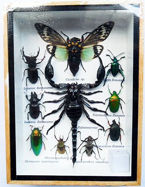 Bug Taxidermy, Framed Art Display, Taxidermy Display, Insect Taxidermy, Wet Specimen, Beetle Insect, Insect Collection, Vulture Culture, Bugs And Insects