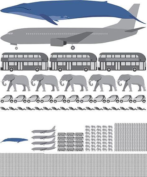 blue-whale-infographic Whale Infographic, Blue Whales, Whale Art, Arctic Ocean, Big Animals, Marine Environment, Guinness World Records, Double Decker Bus, Creature Feature