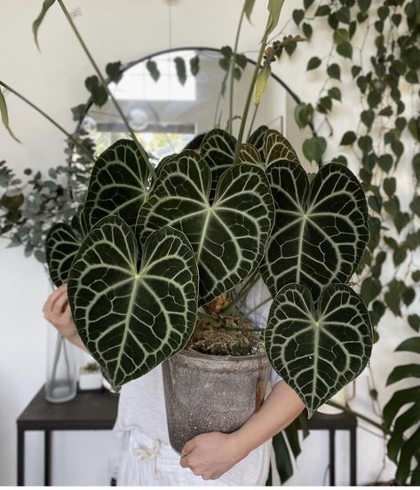 Anthurium Crystallinum, Anthurium Clarinervium, Anthurium Plant, Plant Goals, Plant Fungus, Plants Are Friends, Inside Plants, Plant Tree, Unusual Plants