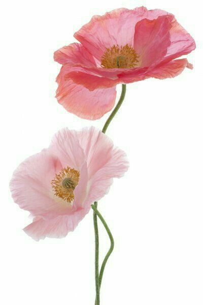 Bg Design, Animal Wall Art Nursery, Flower Guide, Paper Flower Template, Pink Poppies, Flower Background Wallpaper, Deco Floral, Aesthetic Photography Nature, Poppy Flower