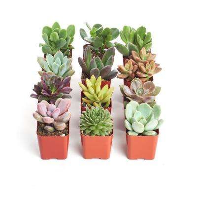 Assorted Mix - Succulents & Cactus Plants - Plants & Garden Flowers - The Home Depot Succulent Species, Succulent Collection, Types Of Succulents, Succulents Indoor, Mini Succulents, Agaves, Hardy Plants, Drought Tolerant Plants, Cactus Y Suculentas