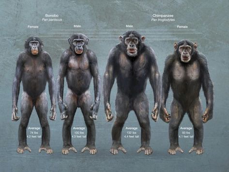 Bonobo Monkey, Human Language, Human Evolution, Great Ape, Animal Anatomy, Planet Of The Apes, Animal Facts, Prehistoric Animals, Zoology