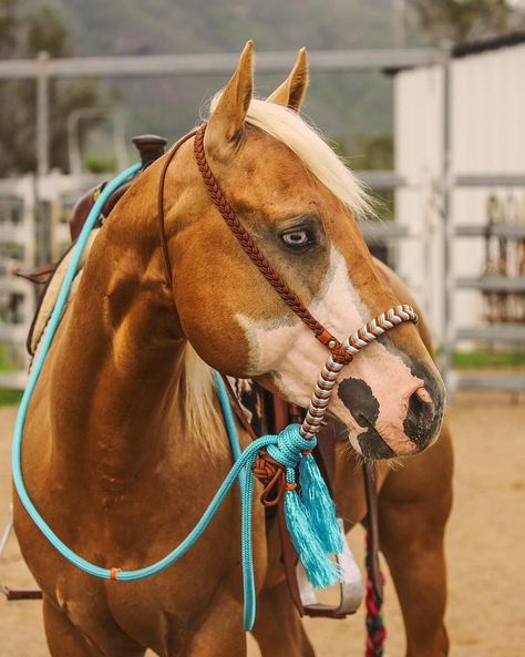 Western Tack Sets, Horse Tack Diy, Horse Model, Horse Shelter, Bitless Bridle, Horse Halters, Western Bridles, Horse Halter, Western Horse Tack