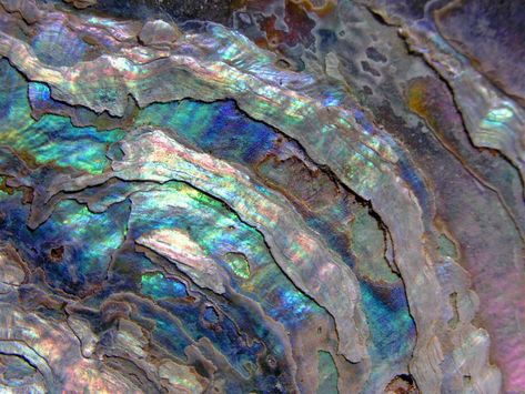 Abalone Shell Aesthetic, Abalone Painting, Macro Texture, Resin Texture, Pearl Texture, Photography Macro, Family Meaning, Mermaid Aesthetic, Blue Or Pink