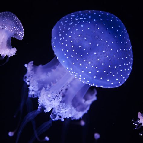 Australian spotted jellyfish Australian Spotted Jellyfish, Cannon Ball Jellyfish, Jellyfish Reference, White Spotted Jellyfish, Spotted Jellyfish, Moon Jelly, Jellyfish Pictures, Sea Jellies, Tow Boat