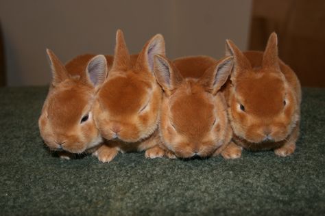 Red Rex Rabbit, Rex Bunny, Rex Rabbits, Mini Rex Rabbit, Baby Rabbits, Rabbits For Sale, All About Rabbits, Bunny Stuff, Rabbit Breeds