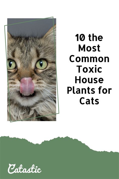 If you are a cat owner, you should know that there are a lot of toxic plants for cats. These plants should be avoided in homes with cats! Toxic Plants For Cats, Cat Advice, Cat Plants, Asiatic Lilies, Cat Garden, Pothos Plant, Lily Plants, Veterinary Medicine, Kinds Of Cats