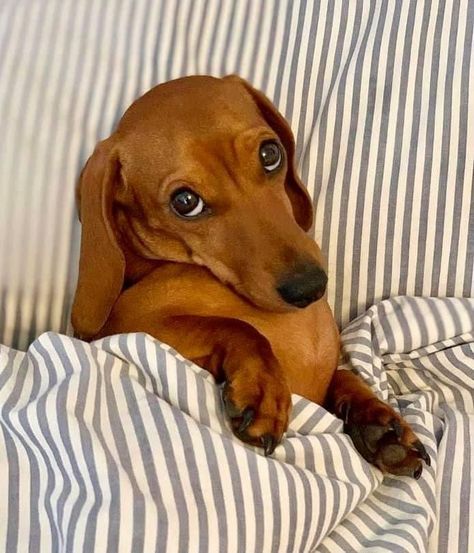 Baby Weiner Dogs, Golden Dachshund, Sausage Dog Puppy, Brown Dachshund, Baby Dachshund, Miniature Dachshunds, Famous Dogs, Sausage Dogs, Doxie Dogs