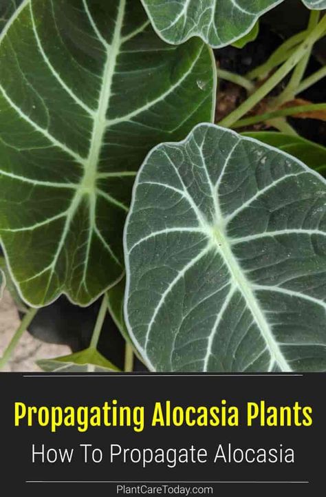 Alocasia propagation can be surprisingly easy - rhizomes, soil, water, and tissue culture are all ways to propagate Alocasia plants. [DETAILS] Propagating Alocasia, Plant Notes, Alocasia Plant, Elephant Ear Plant, Rooting Hormone, Good Environment, Elephant Ears, Liquid Fertilizer, Clear Glass Vases