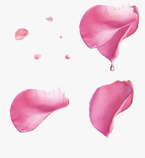 Rose Petals Drawing, Rose Petals Falling, Roses Illustration, Pink Roses Background, Roses Photography, Illustration Rose, Pink Rose Tattoos, Rosé Png, Rose Clipart