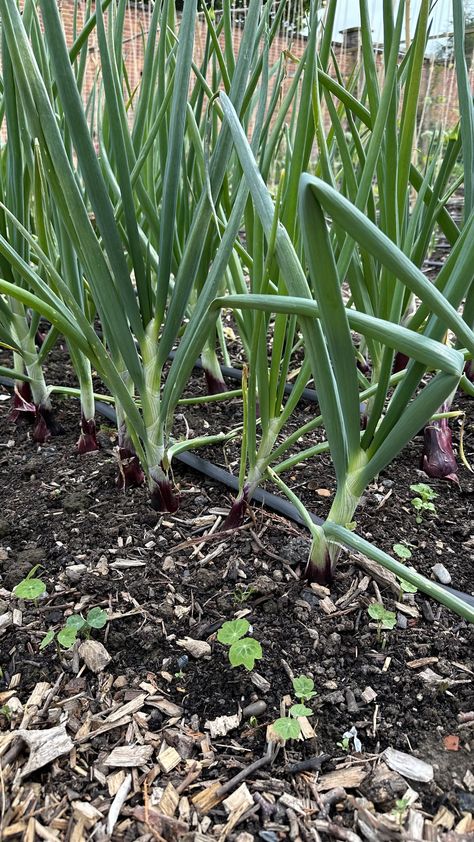 Planting onions in fall Planting Onion Sets, Onion Plant, Spring Harvest, Cozy Balcony, Spacious Backyard, Onion Bulbs, Planting Onions, Natural Ecosystem, Soil Testing