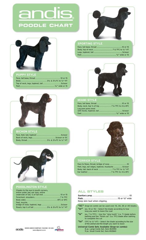 Poodle Hair, Different Types Of Dogs, Poodle Haircut, Dog Grooming Styles, Poodle Cuts, Dog Grooming Salons, Dog Grooming Tips, Poodle Grooming, Dog Haircuts