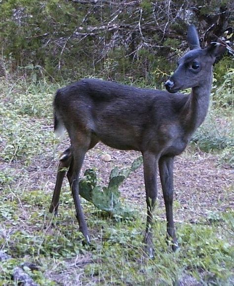 Cryptid Hunter, Deer Reference, Melanistic Animals, Pale Moon, Black Deer, Deer Photos, Texas Parks, Deer Pictures, Albino Animals