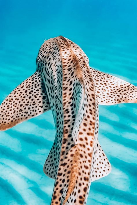 Shark Aethestic, Shark Photos Aesthetic, Leopard Shark Aesthetic, Tiger Shark Aesthetic, Ocean Shark Aesthetic, Zebra Shark, Spotted Leopard, Leopard Shark, Shark Pictures