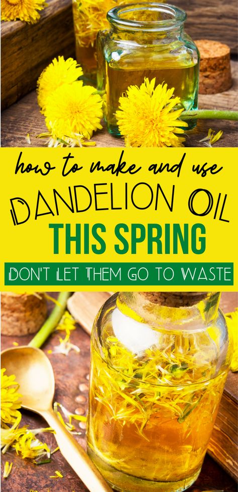 Dandelion Infused Oil, Dandelion Salve, Dandelion Oil, Medicinal Herbs Garden, Salve Recipes, Infused Oil, Herbal Recipes, Herbal Tinctures, Herbal Apothecary