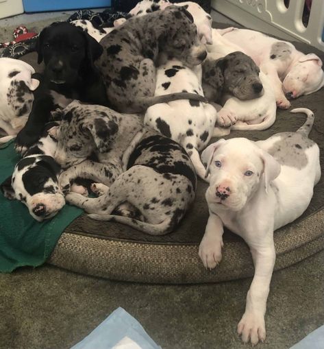 Pretty Great Dane, Funny Great Dane Pictures, Merle Great Dane Puppy, Grate Dane Puppies, Great Dane Aesthetic, Puppy Great Dane, Black Great Dane Puppy, Baby Great Dane, Tattoo Ideas Dog