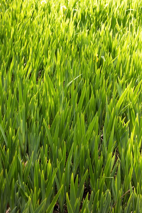 Green Wheat Grass Field in the Farm Green Wheat, Grass Field, Wheat Grass, The Farm, Wheat, Collage, Green, Pins