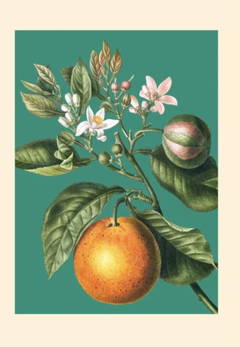 Teal Art Print, Society6 Wall Art, Teal Art, Fruit Wall Art, Green Art Print, Blue Poster, Bitter Orange, Flower Prints Art, Botanical Pattern